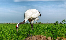 黑龙江扎龙湿地