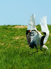 黑龙江扎龙湿地