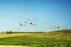 黑龙江扎龙湿地