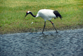 黑龙江扎龙湿地