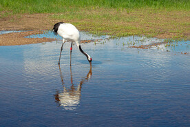 黑龙江扎龙湿地