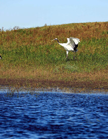 黑龙江扎龙湿地
