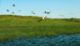 黑龙江扎龙湿地