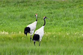 黑龙江扎龙湿地