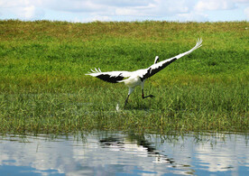 黑龙江扎龙湿地