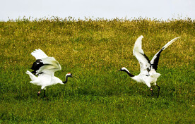 黑龙江扎龙湿地