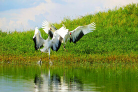 黑龙江扎龙湿地