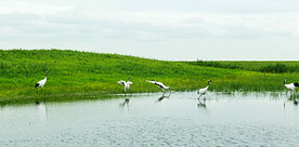 黑龙江扎龙湿地
