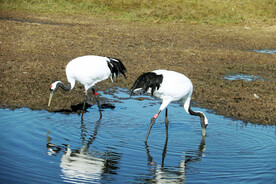黑龙江扎龙湿地