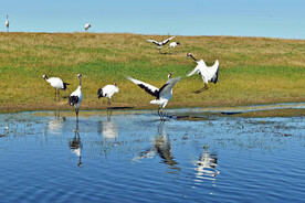 黑龙江扎龙湿地