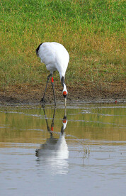 黑龙江扎龙湿地