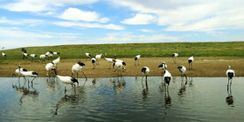 黑龙江扎龙湿地