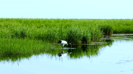 黑龙江扎龙湿地
