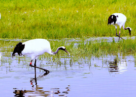 黑龙江扎龙湿地