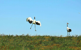 黑龙江扎龙湿地