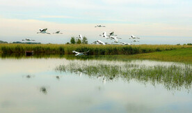 黑龙江扎龙湿地