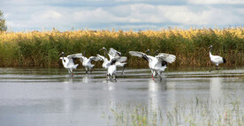 黑龙江扎龙湿地