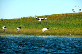 黑龙江扎龙湿地