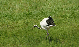黑龙江扎龙湿地