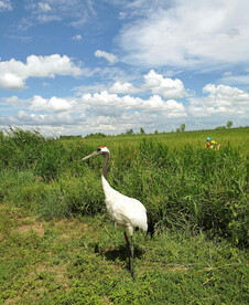 黑龙江扎龙湿地