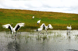 黑龙江扎龙湿地