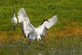 黑龙江扎龙湿地