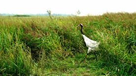 黑龙江扎龙湿地