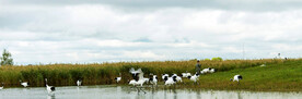 黑龙江扎龙湿地