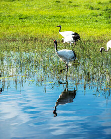 黑龙江扎龙湿地