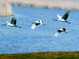 黑龙江扎龙湿地