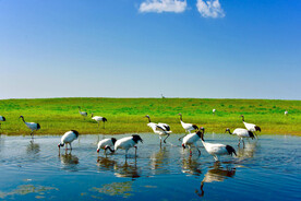 黑龙江扎龙湿地