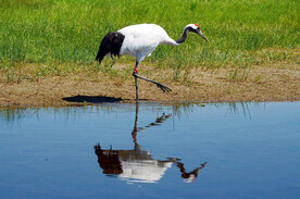 黑龙江扎龙湿地