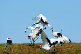 黑龙江扎龙湿地