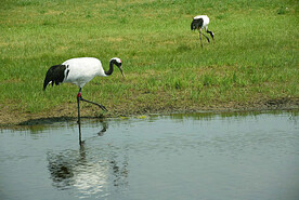 黑龙江扎龙湿地