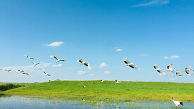 黑龙江扎龙湿地