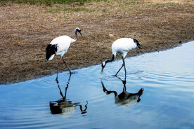 黑龙江扎龙湿地