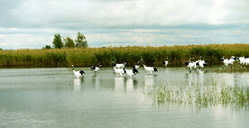 黑龙江扎龙湿地