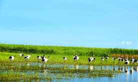 黑龙江扎龙湿地