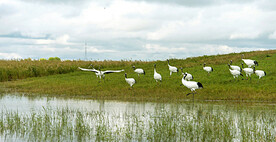 黑龙江扎龙湿地