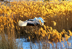 黑龙江扎龙湿地