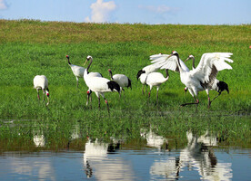 黑龙江扎龙湿地