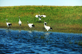 黑龙江扎龙湿地