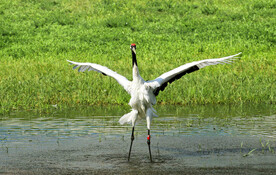 黑龙江扎龙湿地