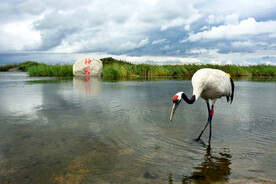 黑龙江扎龙湿地
