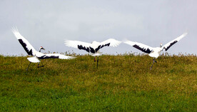 黑龙江扎龙湿地