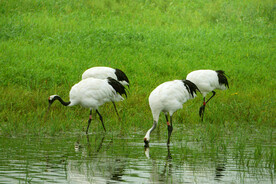 黑龙江扎龙湿地