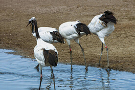 黑龙江扎龙湿地公
