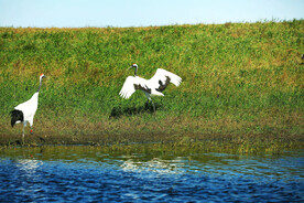 黑龙江扎龙湿地