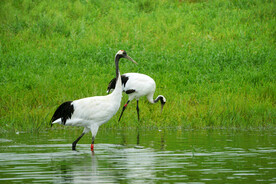 黑龙江扎龙湿地