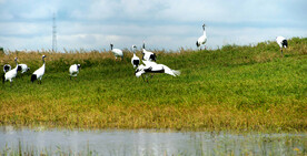 黑龙江扎龙湿地